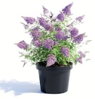 Schmetterlingsflieder im Angebot bei Wreesmann in Cottbus Schmetterlingsflieder Angebote bei Wreesmann Cottbus für 5,99 €