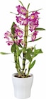 Orchidée dendrobium en pot céramique dans le catalogue Lidl