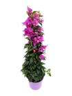 Promo Bougainvillier pyramide à 12,99 € dans le catalogue Gamm vert à Saint-Jean-en-Royans