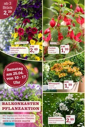 Aktueller Garten-Center Nordharz GmbH & Co. KG Prospekt mit Blumen, "Wo Farben wachsen und Freude blüht!", Seite 4