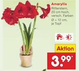 Amaryllis im Angebot bei Netto Marken-Discount in Bielefeld Amaryllis Angebote bei Netto Marken-Discount Bielefeld für 3,99 €
