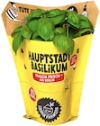 Hauptstadt Basilikum von Urban Farmers für 1,99 € bei REWE im Angebot Hauptstadt Basilikum von Urban Farmers im aktuellen REWE Prospekt