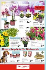 Hundefutter im Hellweg Prospekt in Brandenburg Aktueller Hellweg Prospekt mit Hundefutter, "Die Profi-Baumärkte", Seite 24