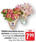 Aktuelle Hortensie Angebote bei EDEKA in Heilbronn Aktuelles Gartenhortensie Angebot bei EDEKA in Heilbronn ab 7,99 âŹ