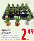 Hyazinthe gewachst bei EDEKA im Laufen Prospekt für 2,49 €