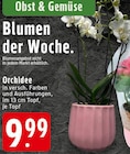 Aktuelles Orchidee Angebot bei EDEKA in Duisburg ab 9,99 €