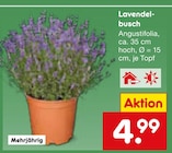 Lavendelbusch im Angebot bei Netto Marken-Discount in Mülheim Lavendelbusch Angebote bei Netto Marken-Discount Mülheim für 4,99 €