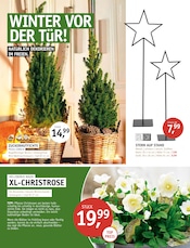 Aktueller ROSENGUT Langerwisch Prospekt mit Stauden, "WINTERBLÜHER!", Seite 3