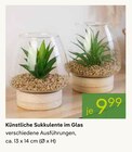 Aktuelles Künstliche Sukkulente im Glas Angebot bei Pflanzen Kölle in Heilbronn ab 9,99 €
