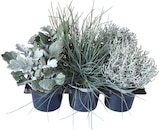Strukturpflanzen-Mix »Silver Surfer« im Angebot bei REWE in Langenhagen Strukturpflanzen-Mix »Silver Surfer« Angebote bei REWE Langenhagen für 5,99 €