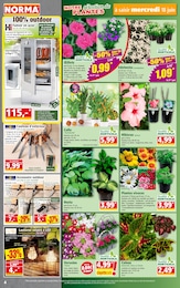 Prix et réduction Fleur En Pot dans le prospectus Norma en cours Offre Fleur En Pot dans le catalogue Norma du moment à la page 4