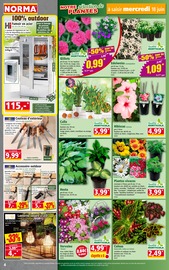 Fleurs Angebote im Prospekt "Votre Discounter Régional" von Norma auf Seite 4