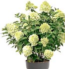 Thomas Philipps Hohenwarsleben - Rispenhortensie Angebot im Prospekt Rispenhortensie bei Thomas Philipps im Hohenwarsleben Prospekt für 6,99 €