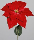 Stiel Weihnachtsstern Angebote bei ROLLER Rüsselsheim für 2,99 €