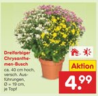 Dreifarbiger Chrysanthemen-Busch Angebote bei Netto Marken-Discount Bergisch Gladbach für 4,99 €