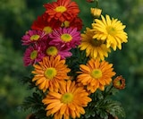 Chrysanthemum indicum „Mini Mums“ bei OBI im Biedenkopf Prospekt für 2,79 €