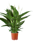 Spathiphyllum en promo à 7,99 € chez Lidl Spathiphyllum dans le catalogue Lidl