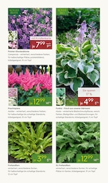 Pflanzen Kölle Stauder im Prospekt 