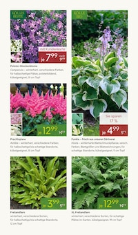 Zimmerpflanzen im aktuellen Pflanzen Kölle Prospekt (Nürnberg) Zimmerpflanzen im Pflanzen Kölle Prospekt "FRÜHLINGS-FREUDE" mit 16 Seiten (Nürnberg)