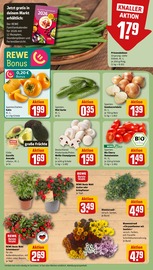 Tomaten im REWE Prospekt in Stralsund Aktueller REWE Prospekt mit Tomaten, "Dein Markt", Seite 9