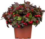 Scheinbeere 'Big Berry' von immergrün für 3,49 € bei OBI im Angebot Scheinbeere 'Big Berry' von immergrün im aktuellen OBI Prospekt