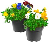 Hornveilchen Trio Angebote bei REWE Heidelberg für 1,49 €