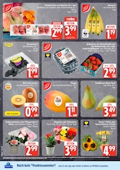 Ähnliche Blumenzwiebeln Angebote im Prospekt "Top Angebote" von EDEKA in Flensburg Ähnliche Angebote wie Blumenzwiebeln im Prospekt "Top Angebote" auf Seite 2 von EDEKA in Flensburg