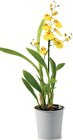 Orchidee „Exotisch“ für 3,99 € bei Netto mit dem Scottie im Angebot Orchidee „Exotisch“ im aktuellen Netto mit dem Scottie Prospekt