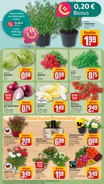 Blumen Angebot im aktuellen REWE Prospekt auf Seite 7