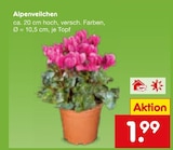 Aktuelle Zimmerpflanzen Angebote bei Netto Marken-Discount in Duisburg Aktuelles Alpenveilchen Angebot bei Netto Marken-Discount in Duisburg ab 1,99 €