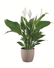 Spathiphyllum in Keramik im aktuellen Lidl Prospekt für 7,99 €