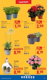 Hortensia Angebote im Prospekt "Champions de la fraicheur !" von Lidl Hortensia Angebote im Prospekt "Champions de la fraicheur !" von Lidl auf Seite 27