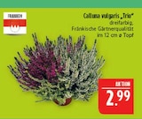Calluna vulgaris "Trio" Angebote von Franken bei Marktkauf Leipzig für 2,99 €