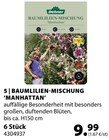 BAUMLILIEN-MISCHUNG 'MANHATTAN' von Dehner im aktuellen Dehner Garten-Center Prospekt für 9,99 €