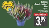 Zimmerpflanzen im EDEKA Prospekt Beauty Ladies im aktuellen EDEKA Prospekt für 3,99 €