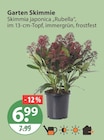 Baum im V-Markt Prospekt Garten Skimmie im aktuellen V-Markt Prospekt für 6,99 €