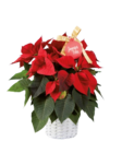 Étoile de Noël en corbeille - Lidl à Noisy-le-Grand Étoile de Noël en corbeille en promo chez Lidl Noisy-le-Grand à 12,99 €