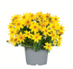 Sommerblumen-Farbmix im aktuellen toom Baumarkt Prospekt