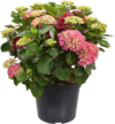 Botanic Haguenau - Promo Hortensia Promo Hortensia à 15,99 € dans le catalogue Botanic à Haguenau