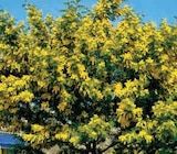 Acacia Dealbata Gaulois Astier dans le catalogue Hyper U