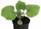 Speisekürbis 'Butternut' im Angebot bei Dehner Garten-Center in Seevetal Speisekürbis 'Butternut' Angebote bei Dehner Garten-Center Seevetal für 2,89 €