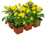 Chrysantheme bei Kaufland im Wendlingen Prospekt für 3,99 €