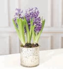 Composition de 3 jacinthes en promo chez U Express Brest à 6,99 €