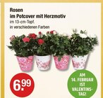 Rosen bei V-Markt im Buchloe Prospekt für 6,99 €