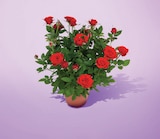 Rosier pot 10.5 cm dans le catalogue Netto