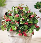 Baum im Hagebaumarkt Prospekt Rote Teppichbeere im aktuellen Hagebaumarkt Prospekt für 2,99 €