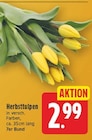 Herbsttulpen für 2,99 € bei E center im Angebot Herbsttulpen im aktuellen E center Prospekt