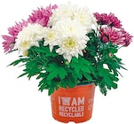 Chrysanthemen Trio Spezial Mix für 2,99 € bei Netto mit dem Scottie im Angebot Chrysanthemen Trio Spezial Mix im aktuellen Netto mit dem Scottie Prospekt