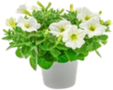 Kaufland Jena Prospekt mit  im Angebot für 1,11 €