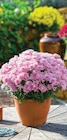Margueritte d'automne à Super U dans Esnandes